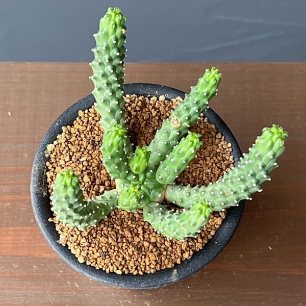 ユーフォルビア：メデューソイドハイブリット　 3号鉢植え