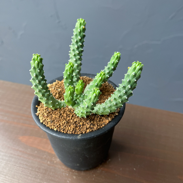 ユーフォルビア：メデューソイドハイブリット　 3号鉢植え