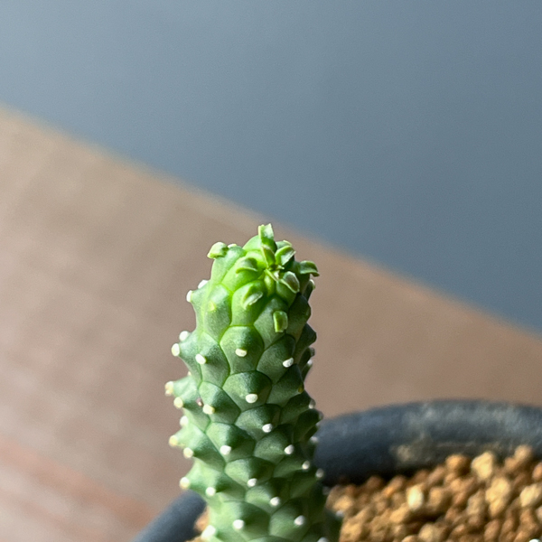 ユーフォルビア：メデューソイドハイブリット　 3号鉢植え