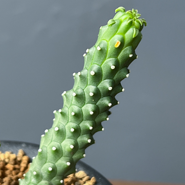 ユーフォルビア：メデューソイドハイブリット　 3号鉢植え