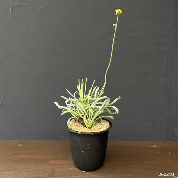 オトンナ：レピドカウリス　3号鉢植え