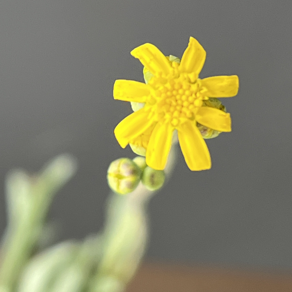 オトンナ：レピドカウリス　3号鉢植え
