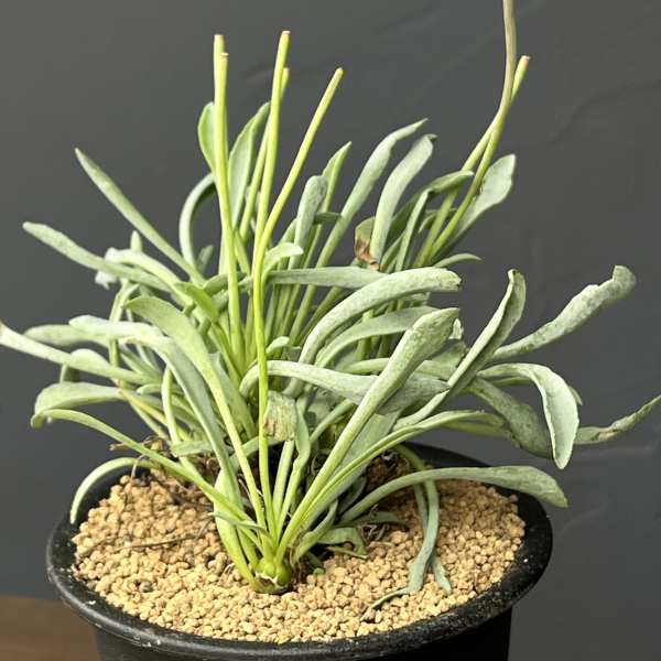 オトンナ：レピドカウリス　3号鉢植え