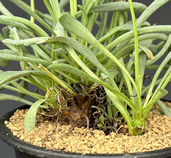 オトンナ：レピドカウリス　3号鉢植え