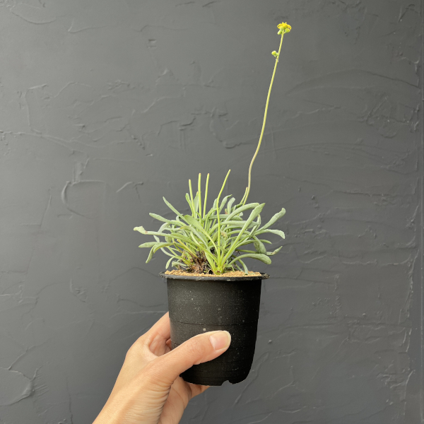 オトンナ：レピドカウリス　3号鉢植え