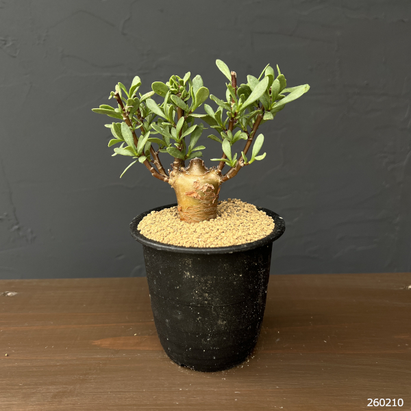 オトンナ：ロバタ　3号鉢植え