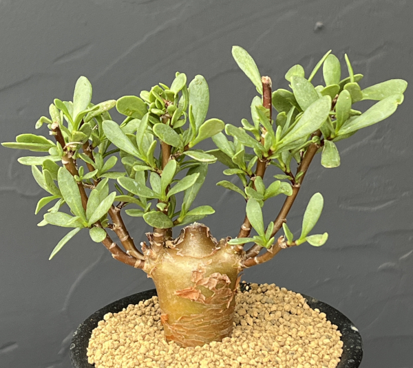 オトンナ：ロバタ　3号鉢植え