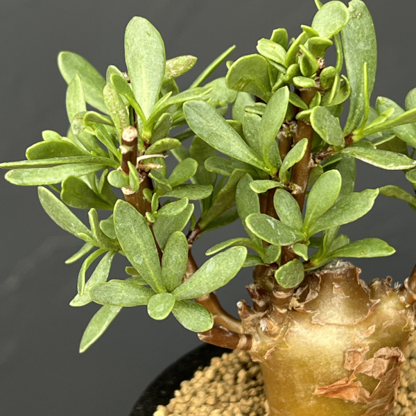 オトンナ：ロバタ　3号鉢植え