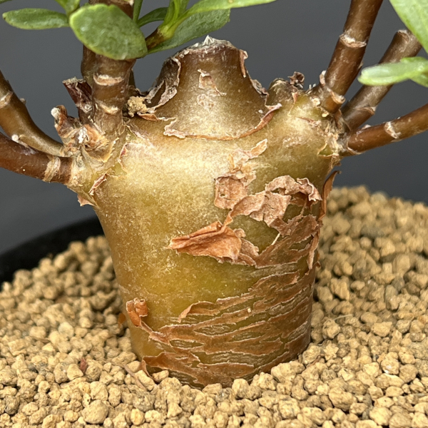 オトンナ：ロバタ　3号鉢植え