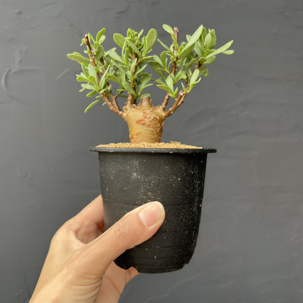 オトンナ：ロバタ　3号鉢植え