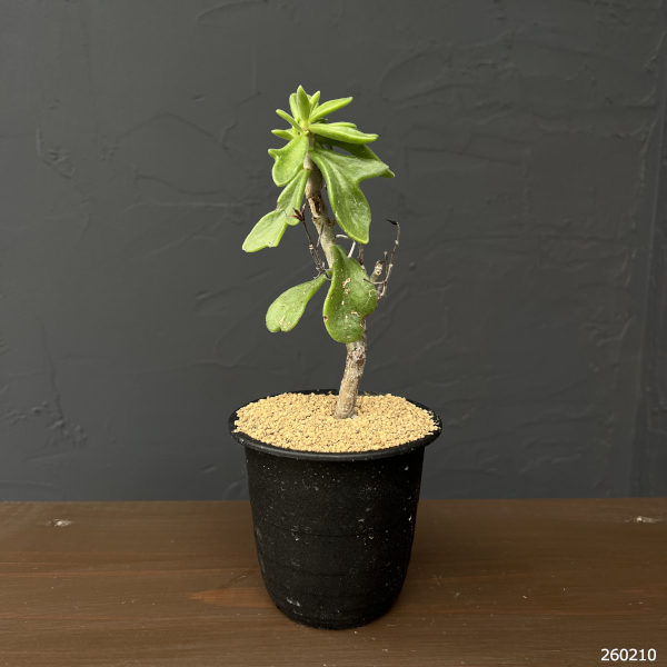 チレコドン：ビリディフロラス　3号鉢植え