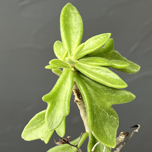 チレコドン：ビリディフロラス　3号鉢植え