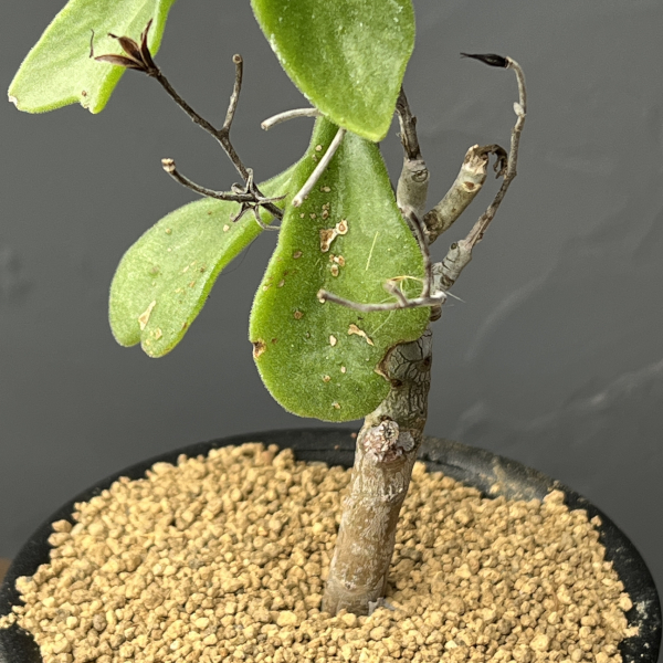 チレコドン：ビリディフロラス　3号鉢植え