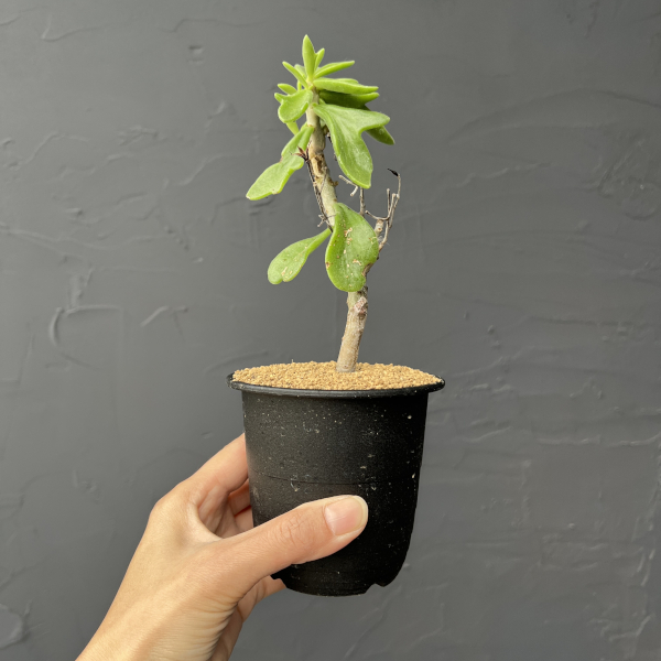 チレコドン：ビリディフロラス　3号鉢植え