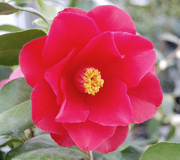 ツバキ（椿）：ファイヤーダンス4号ポット