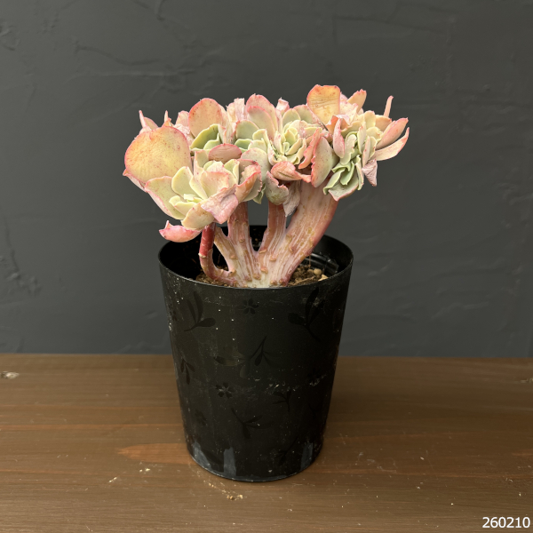 エケベリア：高砂の翁　綴化（たかさごのおきな・てっか）　3.5号鉢入り