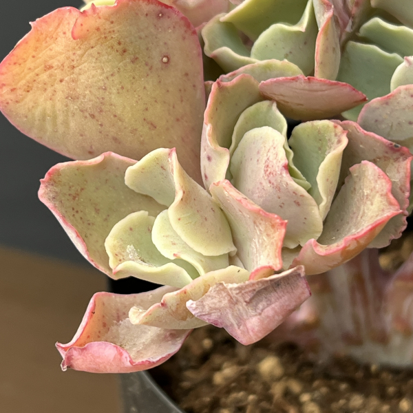 エケベリア：高砂の翁　綴化（たかさごのおきな・てっか）　3.5号鉢入り