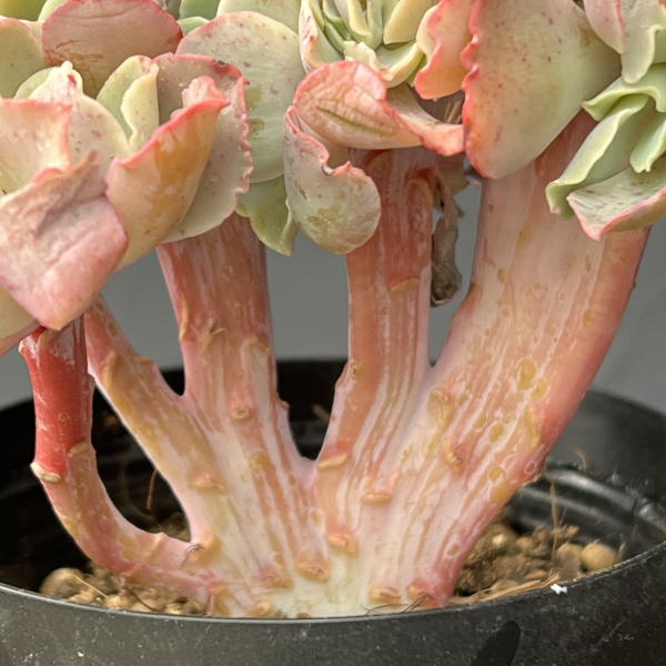 エケベリア：高砂の翁　綴化（たかさごのおきな・てっか）　3.5号鉢入り