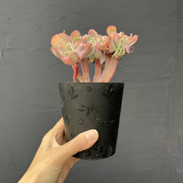 エケベリア：高砂の翁　綴化（たかさごのおきな・てっか）　3.5号鉢入り