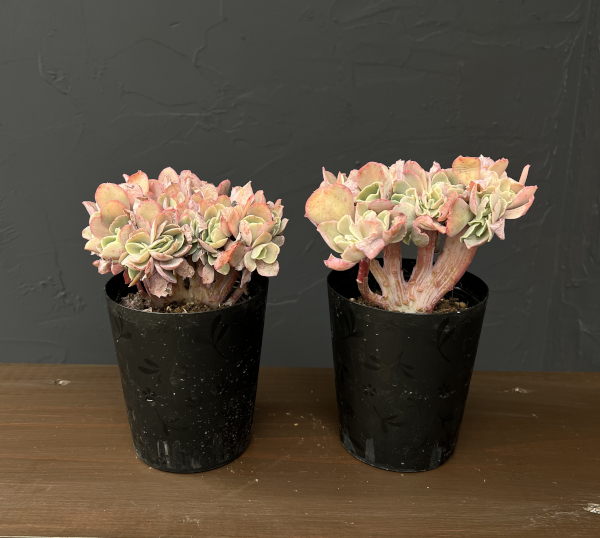 エケベリア：高砂の翁　綴化（たかさごのおきな・てっか）　3.5号鉢入り