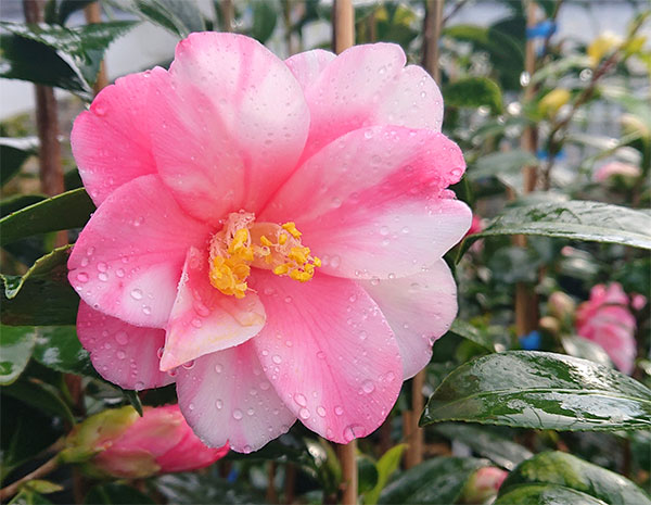 ツバキ（椿）：絞蓮華（しぼりれんげ）4号ポット