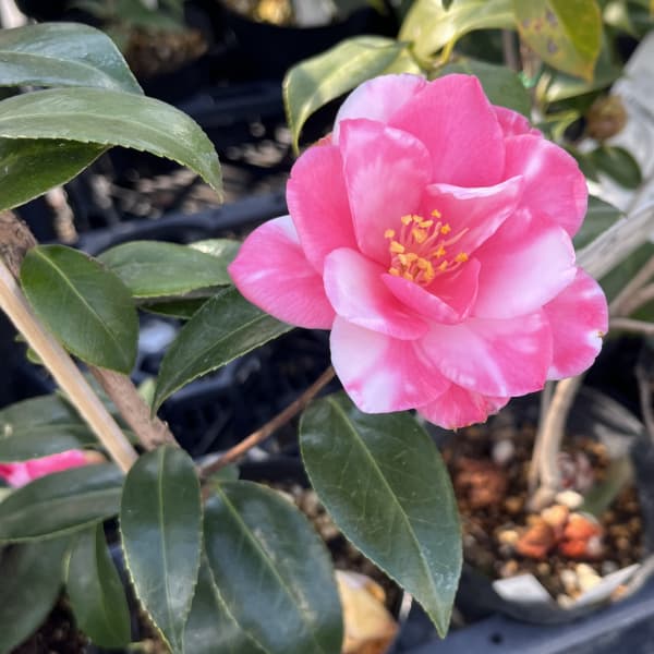 ツバキ(椿):絞蓮華(しぼりれんげ)4号ポット