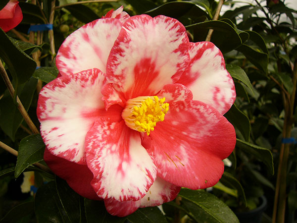 ツバキ（椿）：正義（まさよし）4号ポット