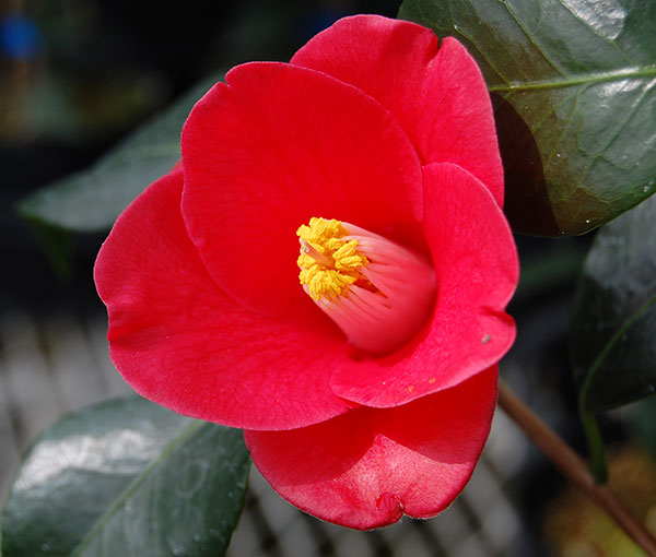 ツバキ（椿）：五月姫（さつきひめ）4号ポット