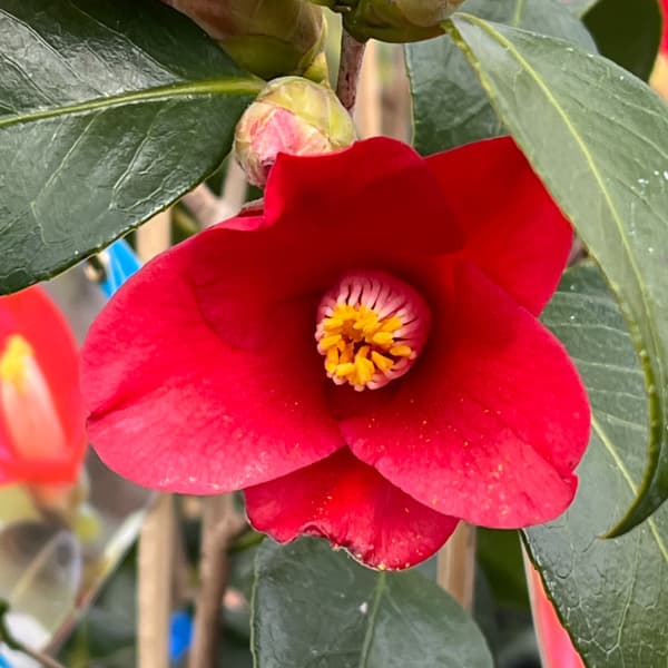 ツバキ(椿):五月姫(さつきひめ)4号ポット