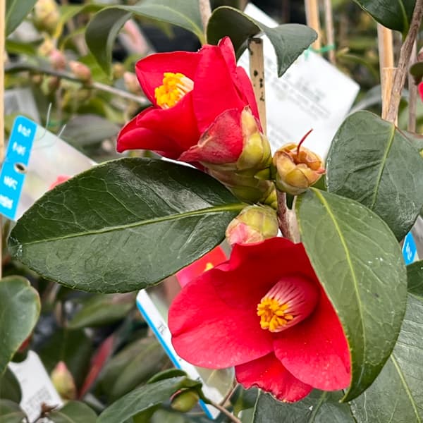 ツバキ(椿):五月姫(さつきひめ)4号ポット