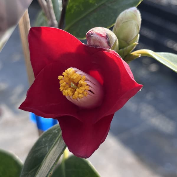 ツバキ(椿):五月姫(さつきひめ)4号ポット