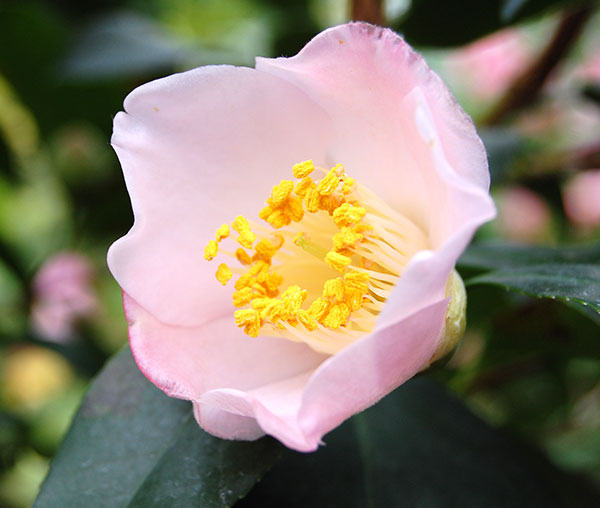 ツバキ（椿）：マリア様　4号ポット