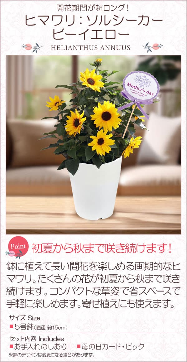 [送料無料][2026年 母の日ギフト][予約]ヒマワリ：ソルシーカー・ビーイエロー 5号鉢植え