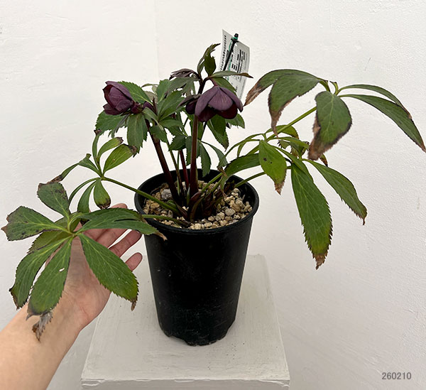 高正園さんのクリスマスローズ:シングル グリーン系→パープルで開花(26-01)5号ポット【現品販売】