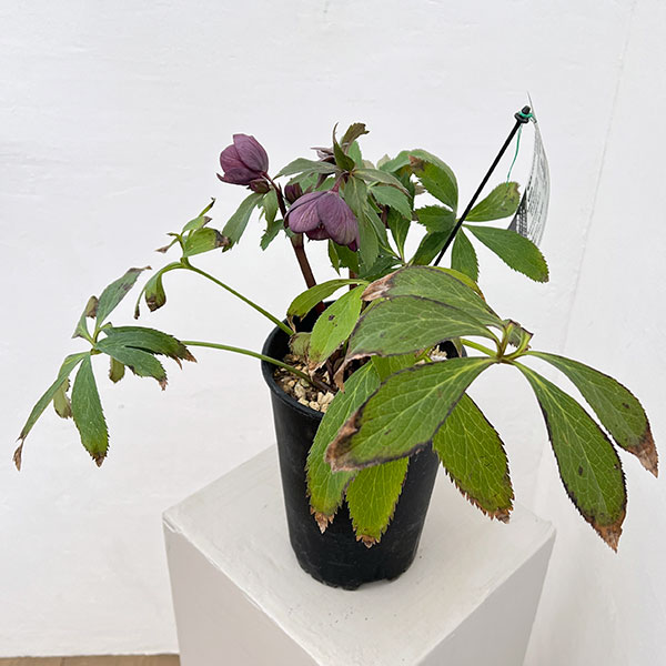 高正園さんのクリスマスローズ:シングル グリーン系→パープルで開花(26-01)5号ポット【現品販売】