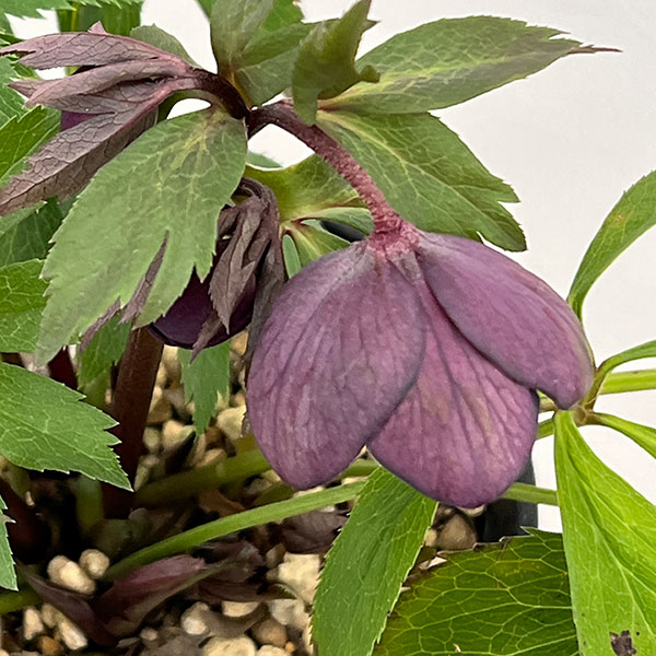 高正園さんのクリスマスローズ:シングル グリーン系→パープルで開花(26-01)5号ポット【現品販売】