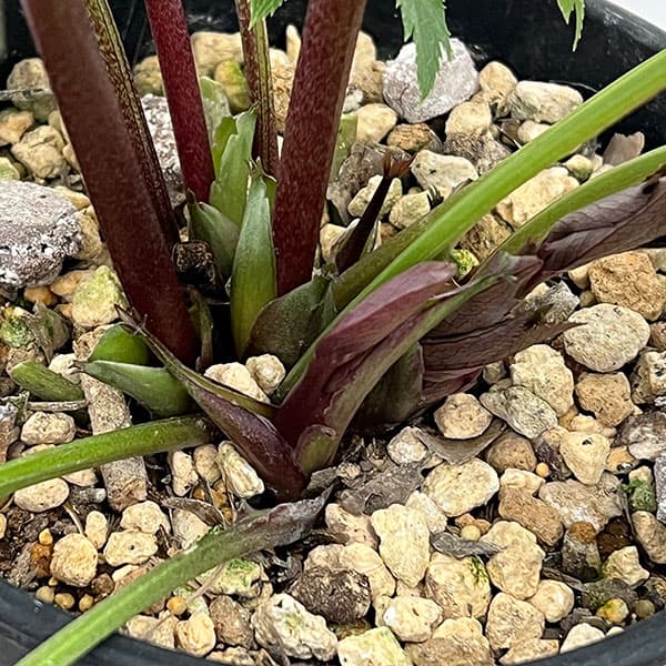 高正園さんのクリスマスローズ:シングル グリーン系→パープルで開花(26-01)5号ポット【現品販売】