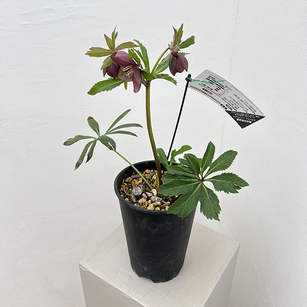 高正園さんのクリスマスローズ：シングル　グリーン系→パープルで開花（26-02）5号ポット【現品販売】