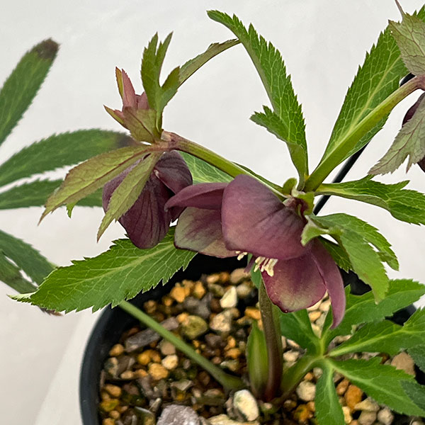 高正園さんのクリスマスローズ：シングル　グリーン系→パープルで開花（26-02）5号ポット【現品販売】