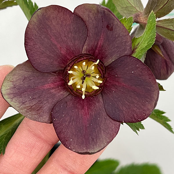 高正園さんのクリスマスローズ：シングル　グリーン系→パープルで開花（26-02）5号ポット【現品販売】