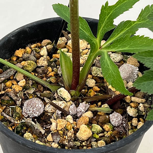 高正園さんのクリスマスローズ：シングル　グリーン系→パープルで開花（26-02）5号ポット【現品販売】