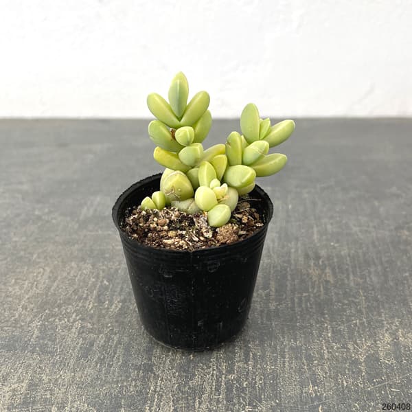 コルプスクラリア：夕波錦　2号ポット