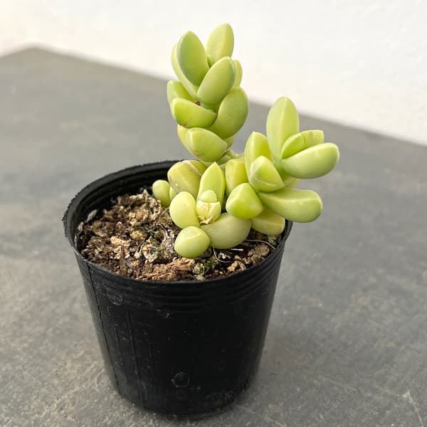 コルプスクラリア：夕波錦　2号ポット