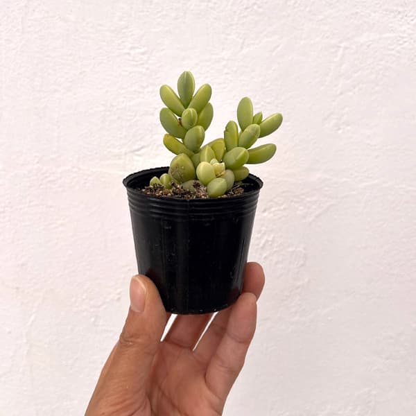 コルプスクラリア：夕波錦　2号ポット