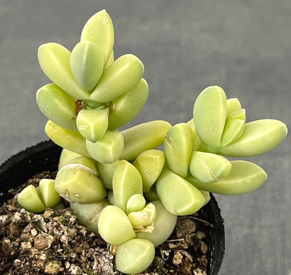 コルプスクラリア：夕波錦　2号ポット