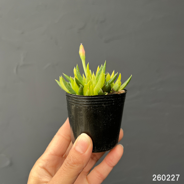 ベルゲランサス：照波錦　2号ポット