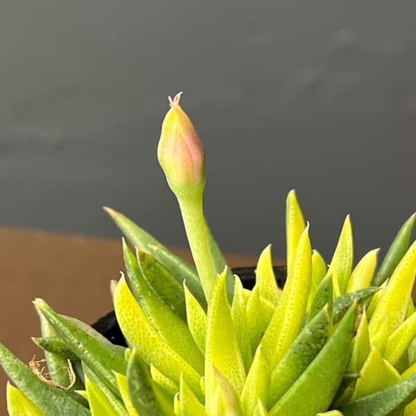 ベルゲランサス：照波錦　2号ポット