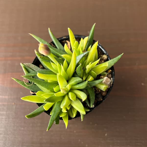 ベルゲランサス：照波錦　2号ポット