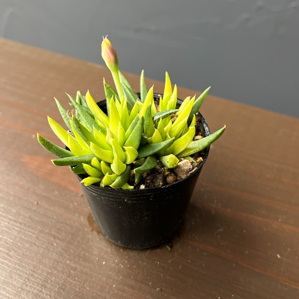 ベルゲランサス：照波錦　2号ポット