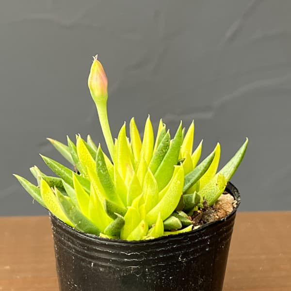 ベルゲランサス：照波錦　2号ポット